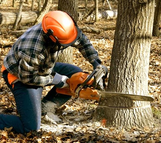 Tree Removal in Reydon, OK